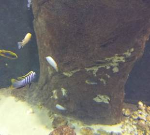 Zoo Wrocław