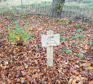 Wie weit springt ein Hirsch