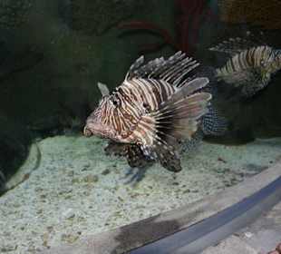 Dubai Aquarium & Underwater Zoo