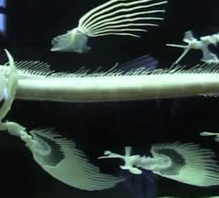 Naturhistorisches Museum