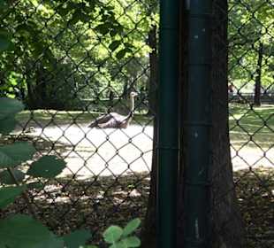 Tierpark Hellabrunn - Afrika