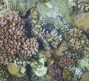 Schnorcheln Soma Bay 