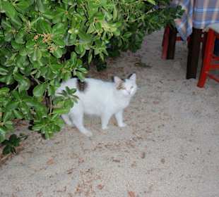 Katze im "Arche Noah"