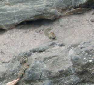 Streifenhörnchen am Strand