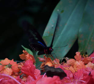 Butterfly Park Kuala Lumpur