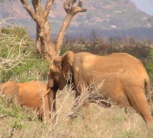 Rote Elefantenin Tsavo Ost