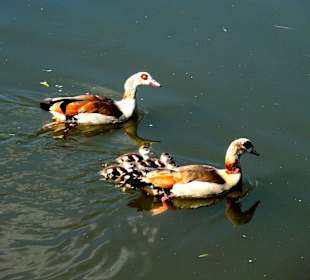 Gänsefamilie auf der Weser