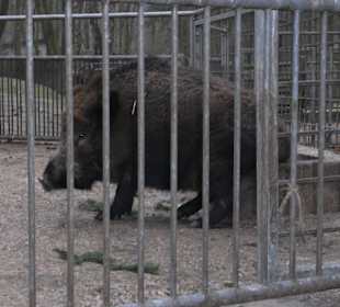 Tierpark 