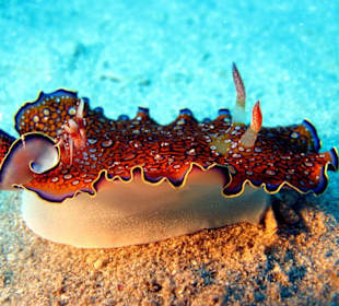 Chromodoris auf 30m in der Hausbucht