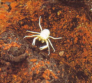 Höhlen und weiße Krebse