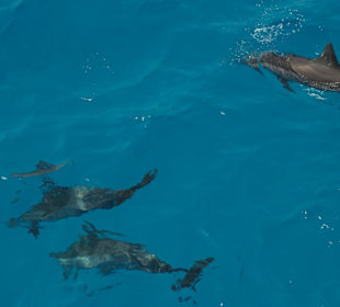 Delphine garantiert!