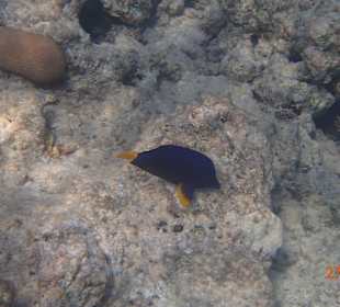 Ein neugieriger Fisch