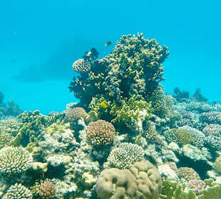 Schnorcheln Makadi Bay