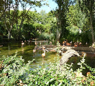 Chile-Flamingo & Jamesflamingo