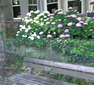 Stadtgarten Heidelberg