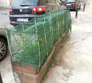 Kräuterbeet an der Straße