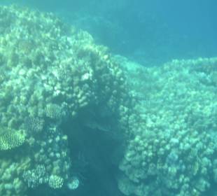 Unterwasserblick beim Schnorcheln