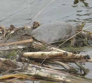 Schildkröte im Naturschutzgebiet Ria Formosa