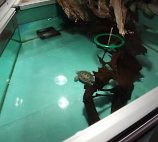 Schmetterlingshaus Jonsdorf