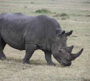 Julius Tact / JT Safaris