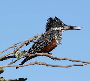 Mudumu Nationalpark, Mitglied der Kingfisher