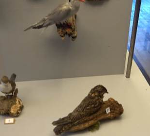 Natur- und Jagdmuseum