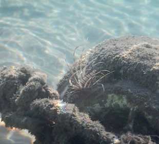 Fische im hauseigenen Riff