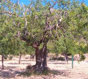 Wanderweg Paguera-Capdella