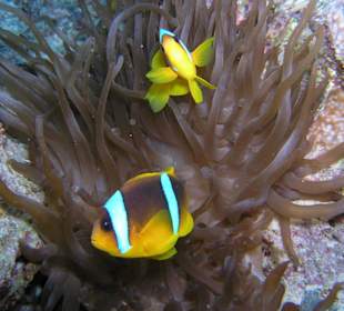 Nemo´s