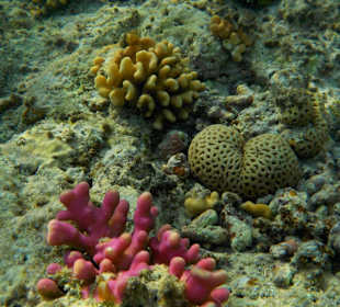 Blue Reef Red Sea Resort