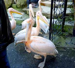 Встречают у входа