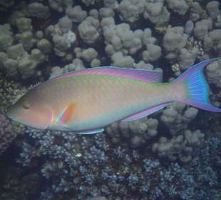 Hotel Gorgonia Beach