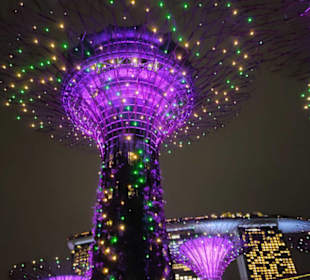 Super Trees bei Nacht 