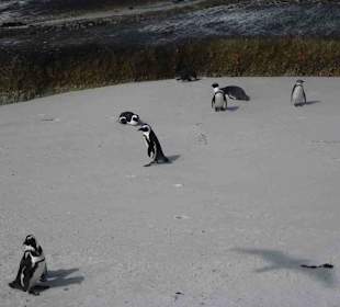 Boulders Beach