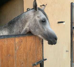 Habiba Horse