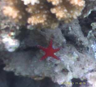 Jaz Makadi Oasis Club & Resort 