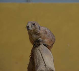 Irrland Bauernhof-Erlebnisoase