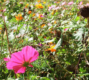 Blumeninsel