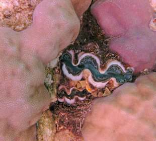 Muschel in der Nachbarbucht Abu Dabab