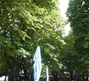 Kastanienbäume im Biergarten Viktualienmarkt