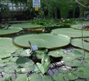 Gewächshäuser Botanischer Garten