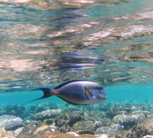 Tolle Unterwasserwelt