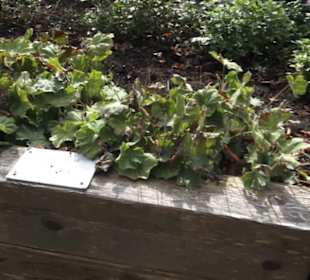 Kräutergarten