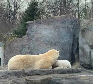 Eisbärmama mit Baby