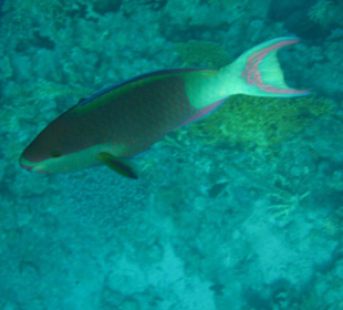 Papageienfisch