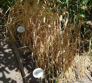 Der Bibelgarten des Bremer Doms