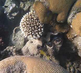 Schnorcheln am Hausriff