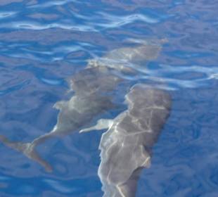 White Tenerife Sea Charter