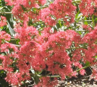 Real Jardín Botánico de Madrid