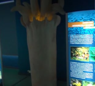 Meeresmuseum Stralsund